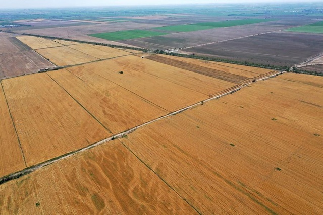 Çin'in Kuzeybatısındaki Xinjiang Bölgesinde Yaz Hasadı Devam Ediyor