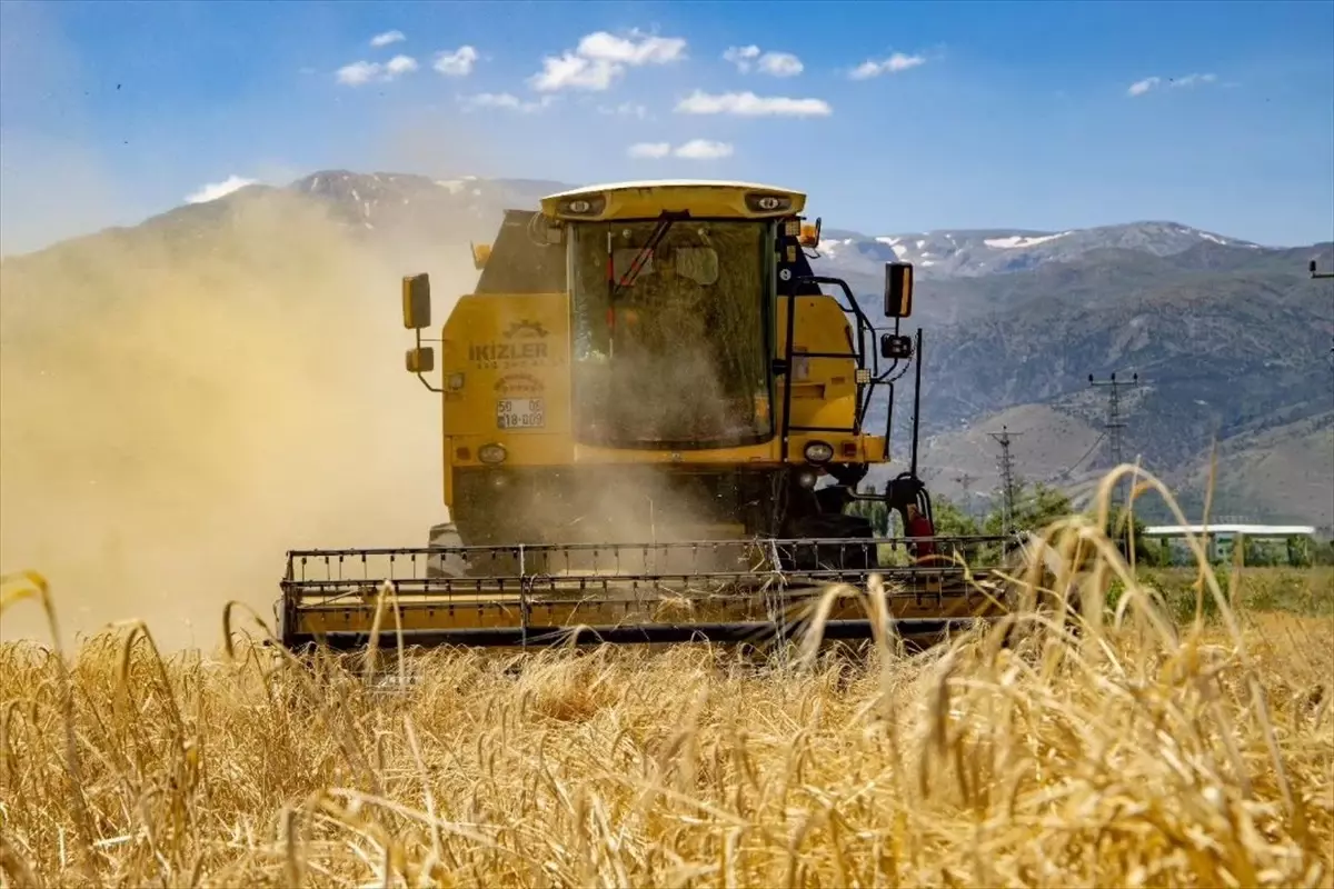 Erzincan Belediyesi Tarafından Kullanılmayan Arazide Hububat Hasadı Başladı