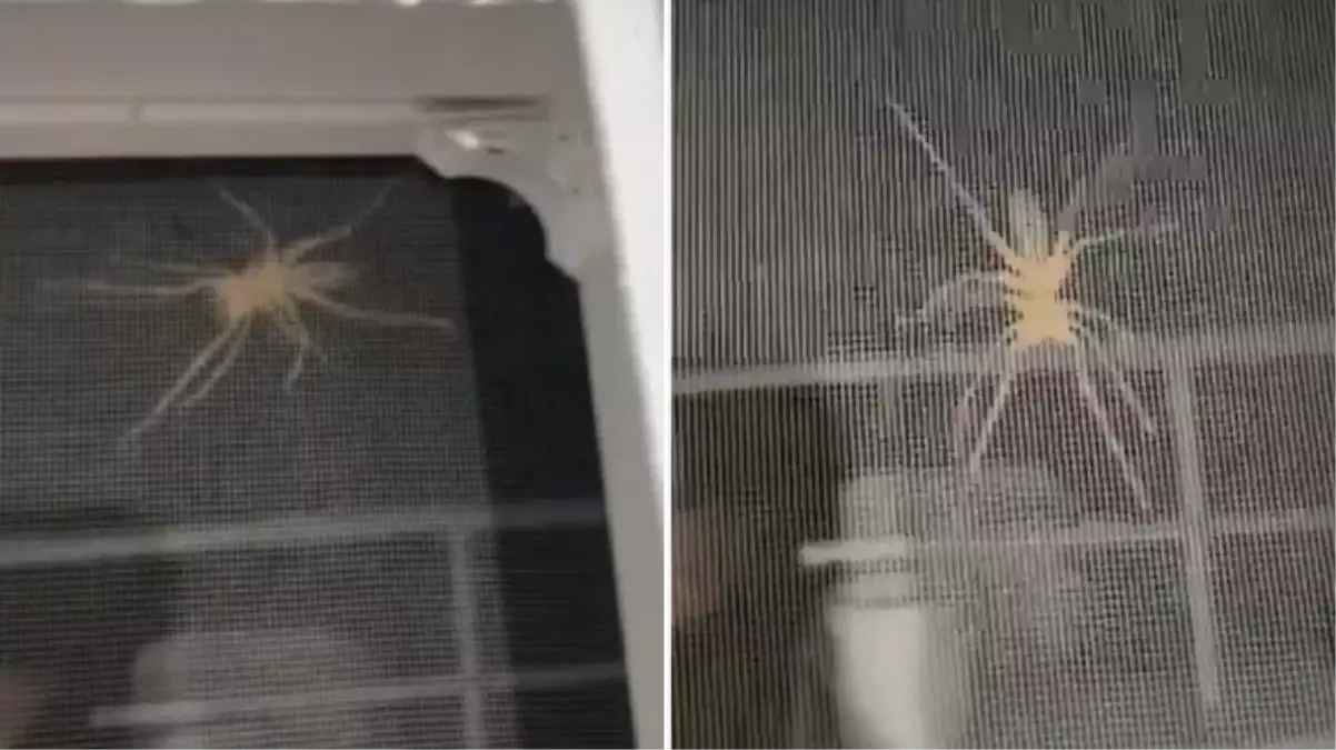 Etçil \'sarıkız\' örümceği eve girmeye çalıştı