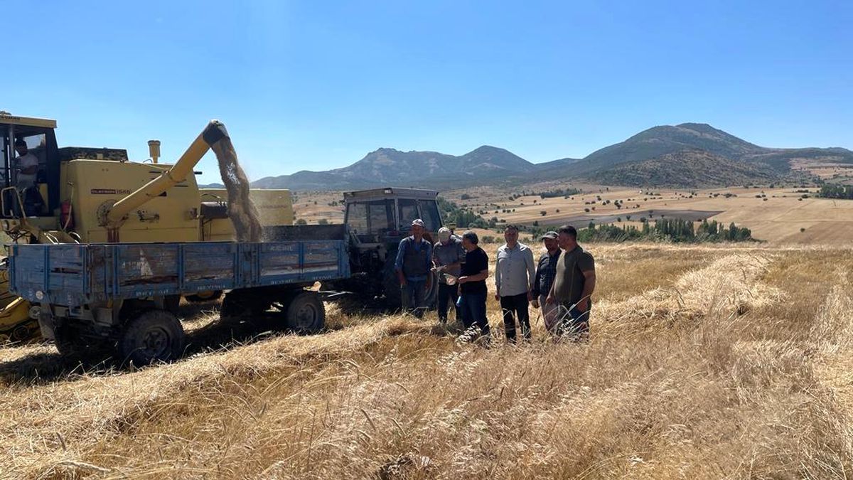 Beyşehir\'de Arpa Hasadı Başladı: Biçerdöverler Dane Kaybına Karşı Takip Ediliyor