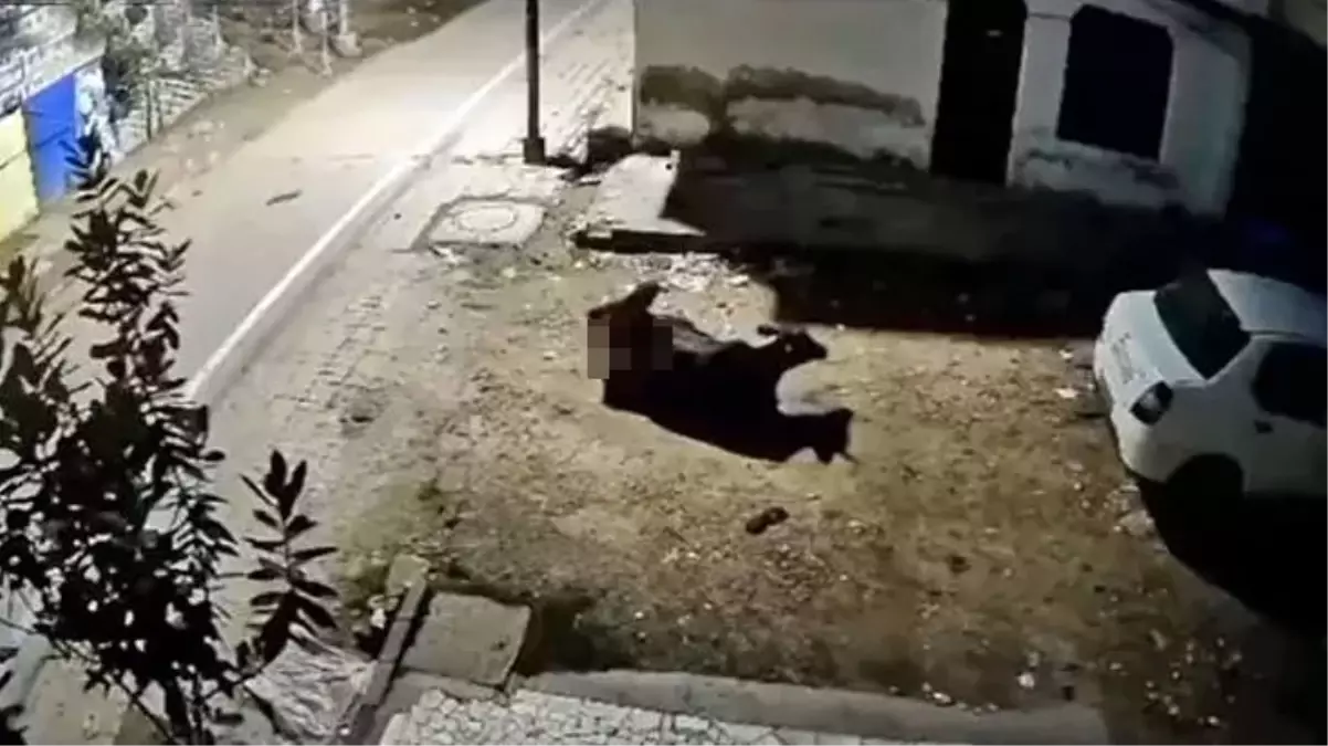 Hindistan\'da kanser hastası temizlik işçisi, ineklere tecavüz etti