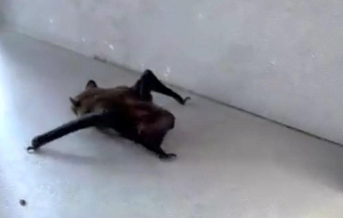 İstanbul\'da Evlere Yarasa Girişi