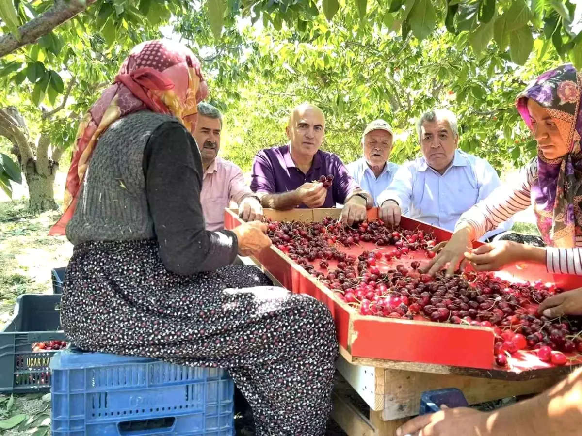 Karaman\'da Kiraz Üreticileri Para Etmeyen Kirazlarını Dalında Bırakıyor