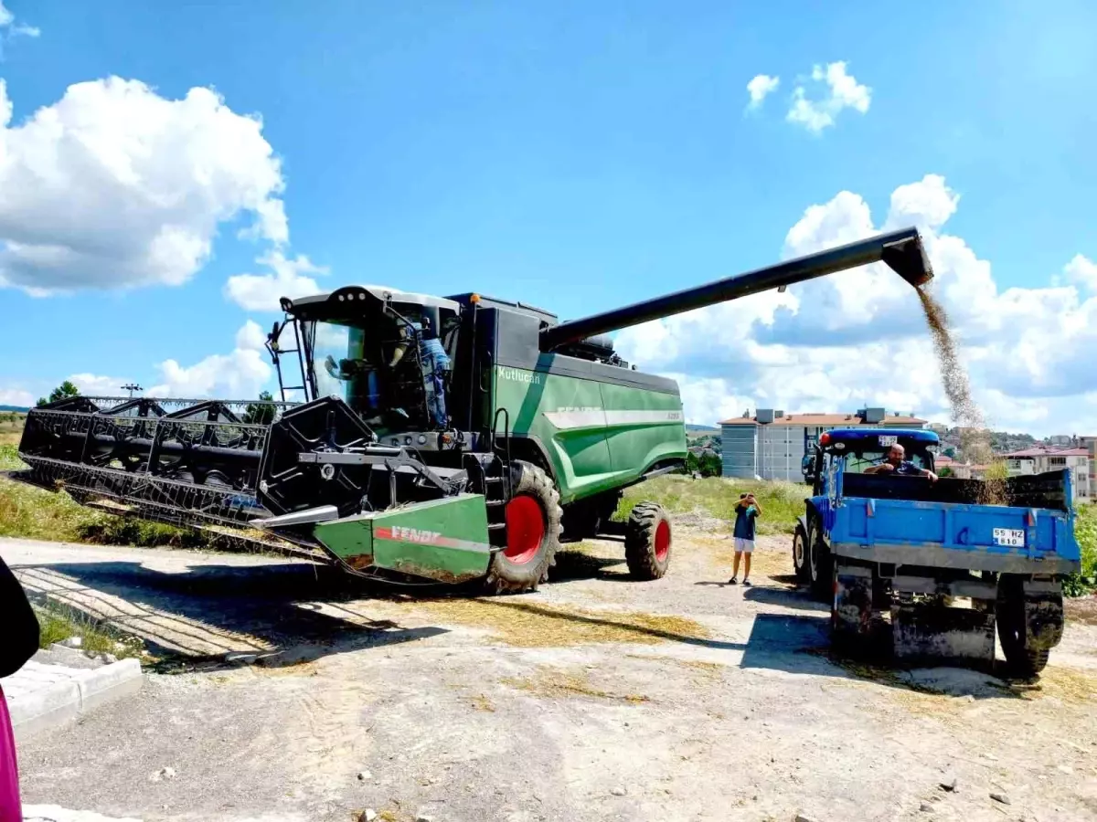 Samsun Kavak\'ta Buğday Hasadı Dualarla Başladı