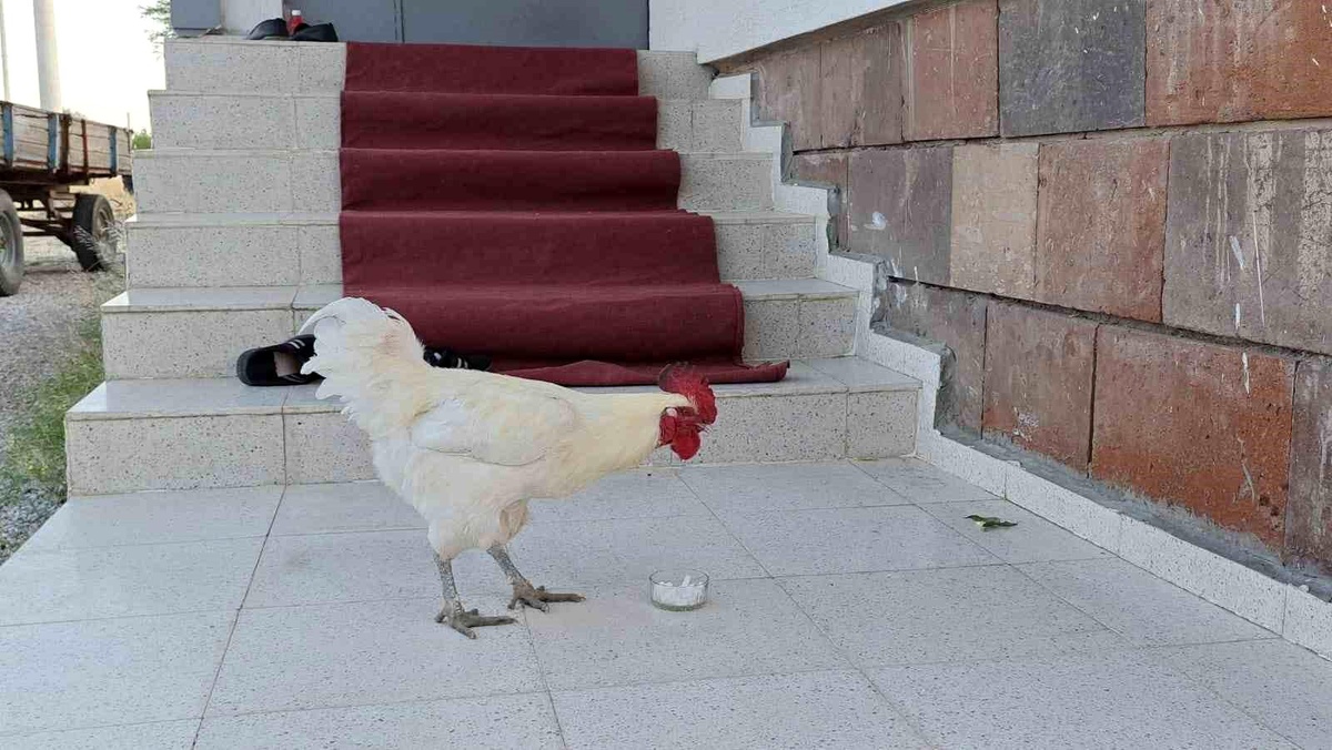 Horoz, Kesme Şekeri Yiyerek Şaşırtıyor