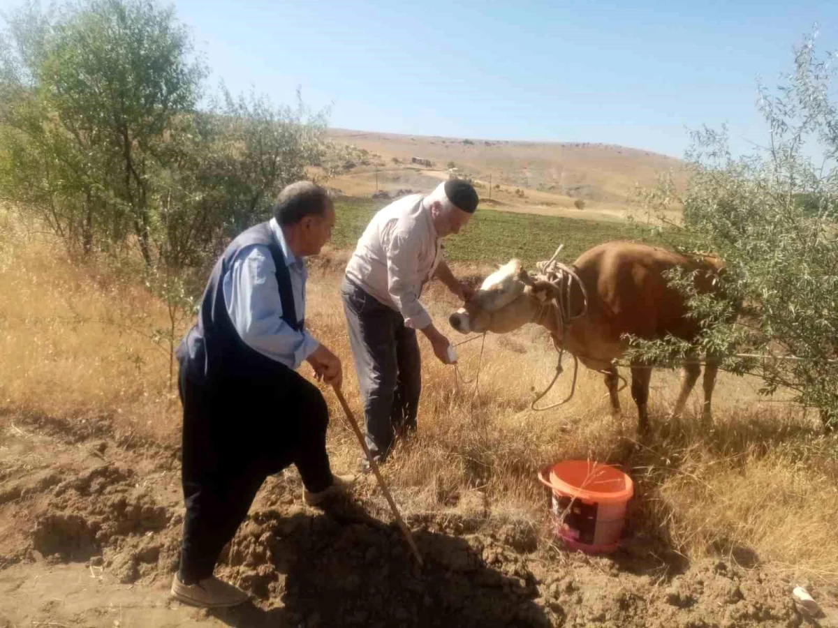 Elazığ\'da kaçan kurbanlık inek 22 gün sonra yakalandı