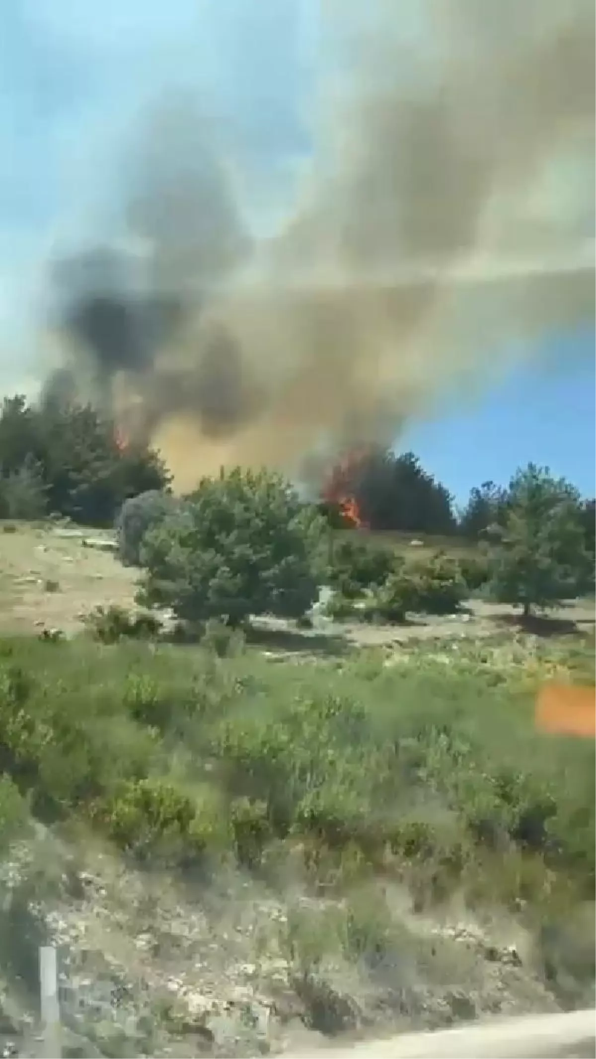 Mersin'de orman yangını