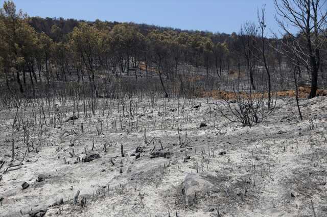 Milas-Bodrum karayolu havalimanı kavşağında çıkan orman yangınının faili yakalandı Milas-Bodrum karayolu havalimanı kavşağında çıkan orman yangınının faili yakalandı