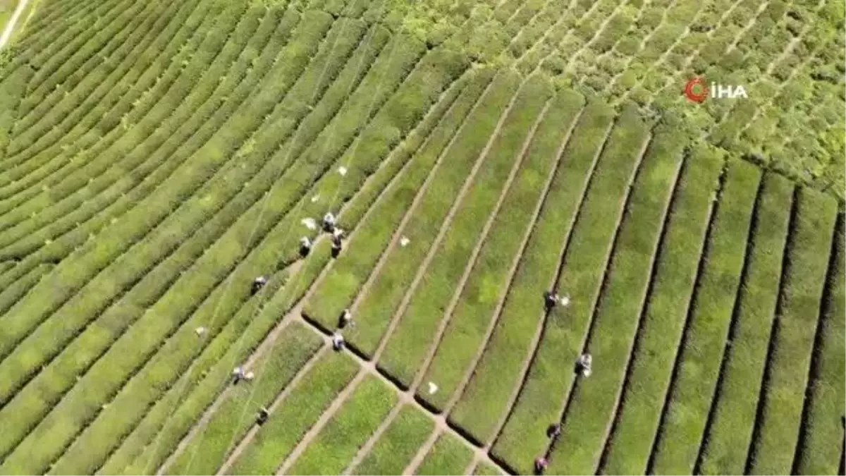 Rize\'deki çay bahçesi baklava görünümlü hali ile turistlerin ilgisini çekiyor