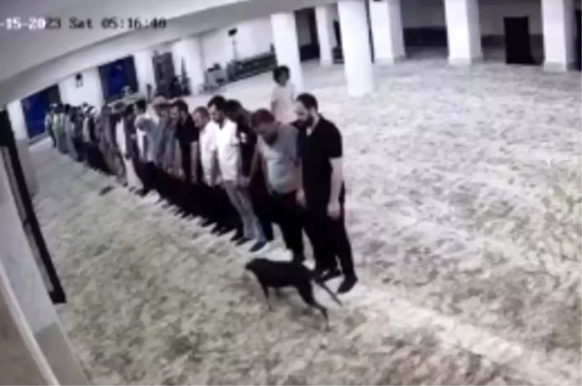 Başakşehir Kayaşehir\'de Sokak Köpeği Namaz Kılanları Zor Anlar Yaşattı