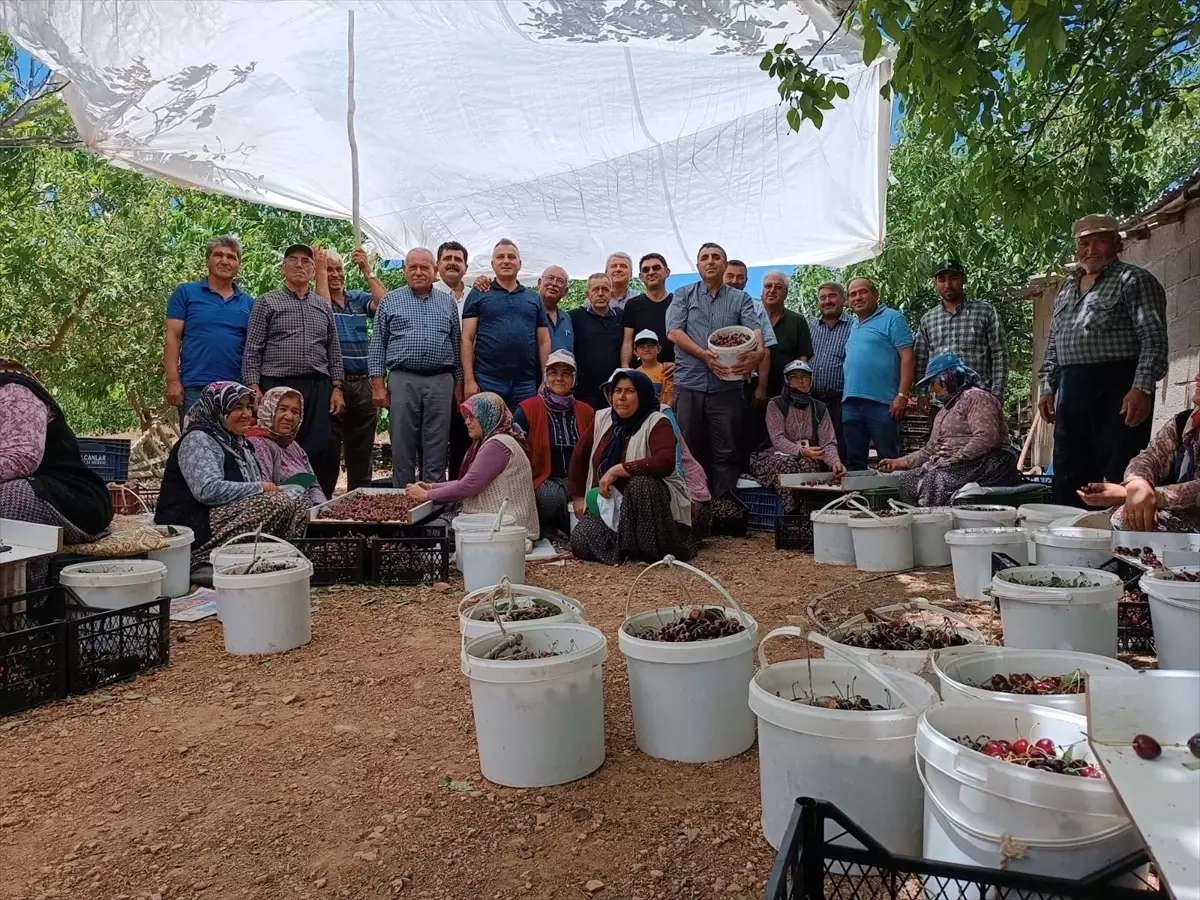 Silifke Kaymakamı Kiraz Hasadına Katıldı