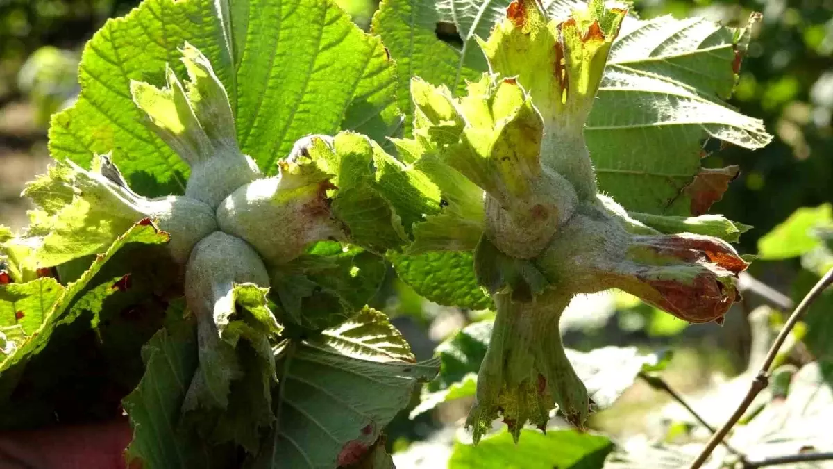 Ordu\'da Heyelan ve Su Baskınları Sonucu 4 Bin Dekar Tarım Alanında Zarar Oluştu