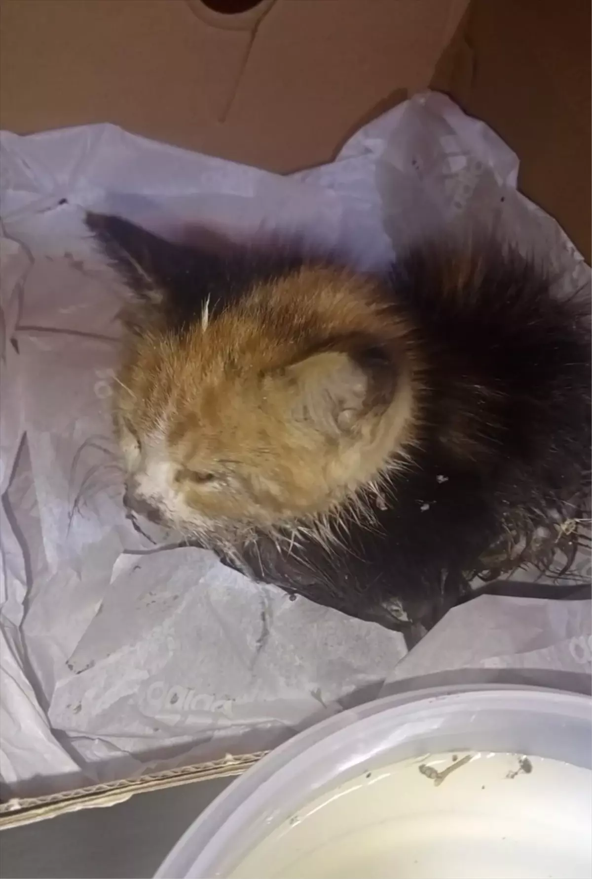 Erbaa\'da rögara düşen kedi yavrusu kurtarıldı