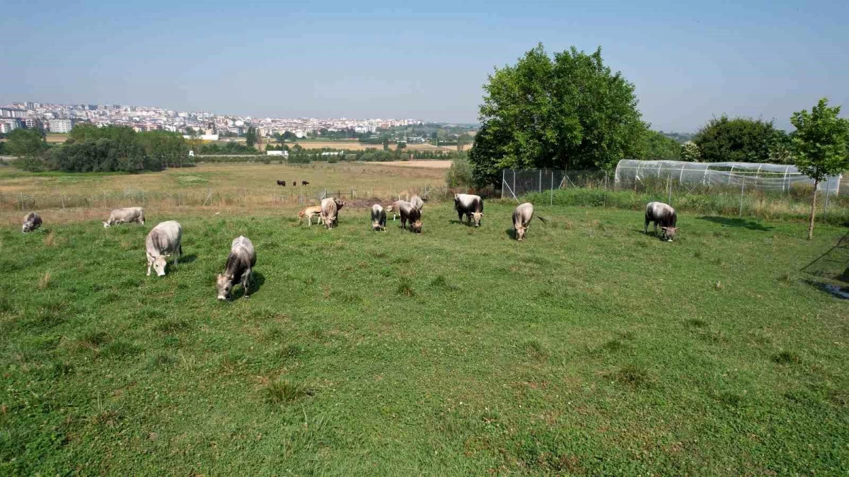 Türkiye\'nin \'Boz sığır\' ırkı koruma altına alındı