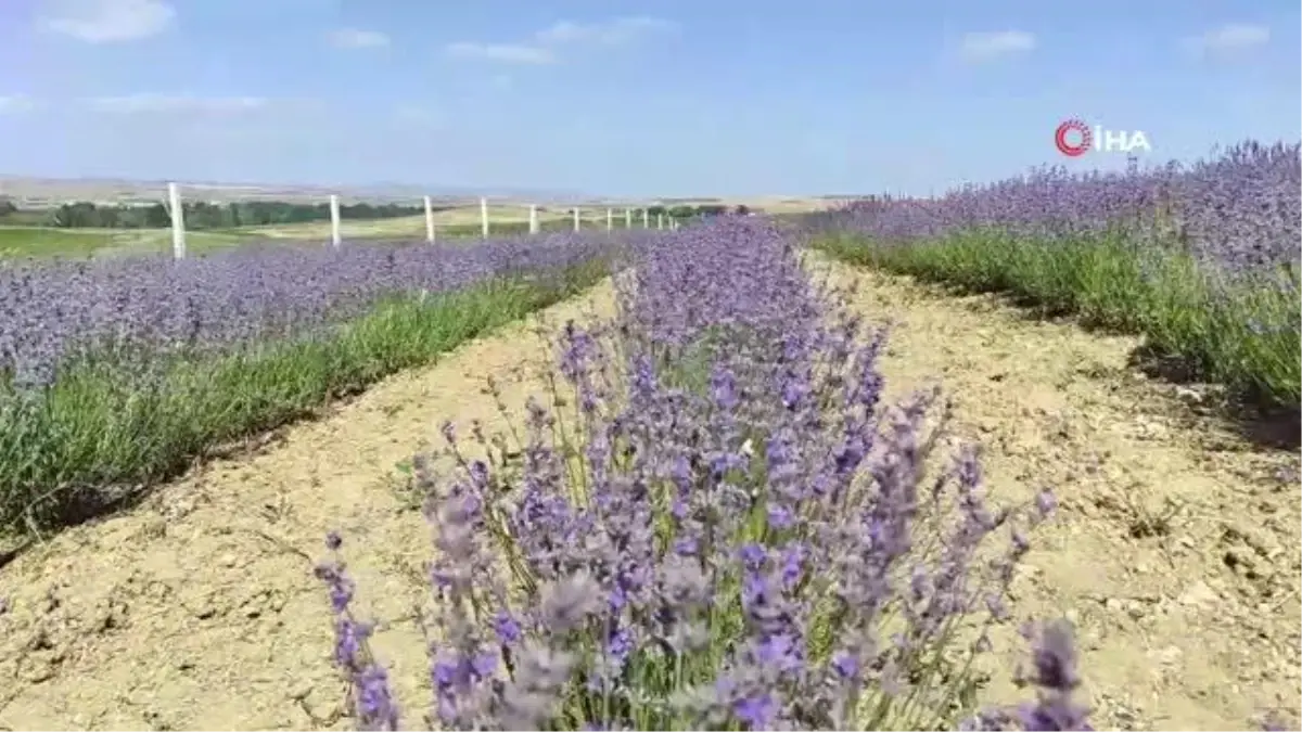 Yurt dışından gelen girişimci, Yozgat\'ta lavanta yetiştiriyor