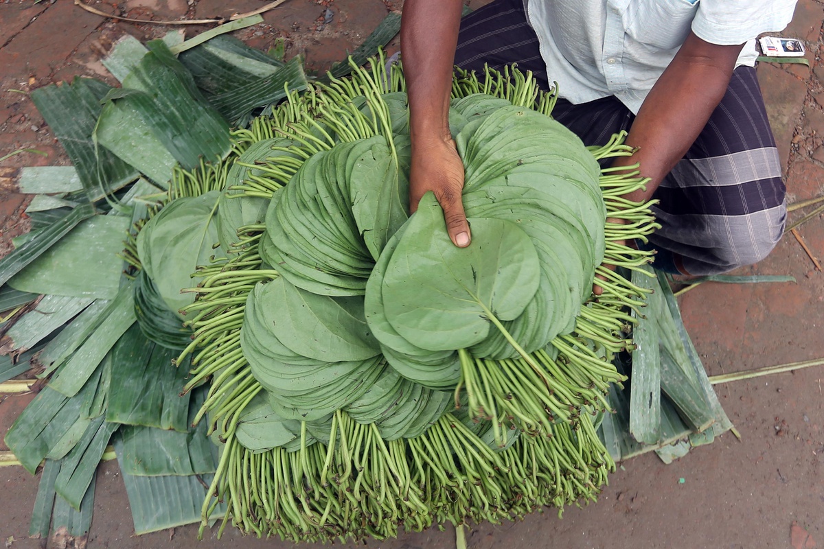 Bangladeş\'te Betel Yaprağının Hasat Zamanı