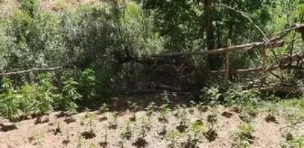 Bingöl'de Uyuşturucu Operasyonunda 2 Bin 507 Kök Hint Keneviri ve 589 Gram Esrar Ele Geçirildi