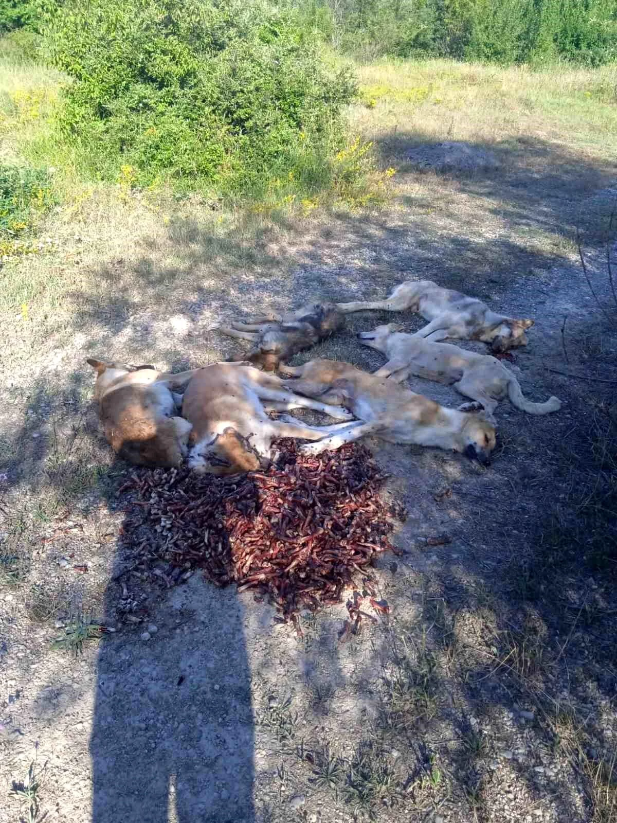Bolu\'da Ormanlık Alanda Zehirlenerek Ölen 6 Köpek Bulundu