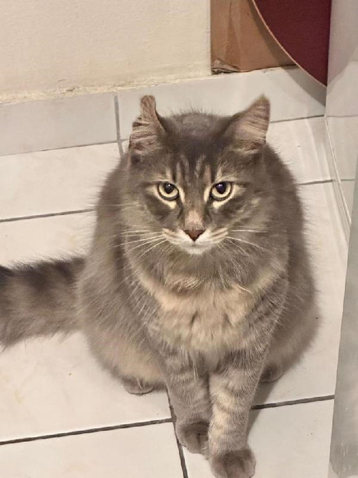 Kağıthane\'de Kaldırımda Oturan Kişinin Üzerine Kedi Düştü