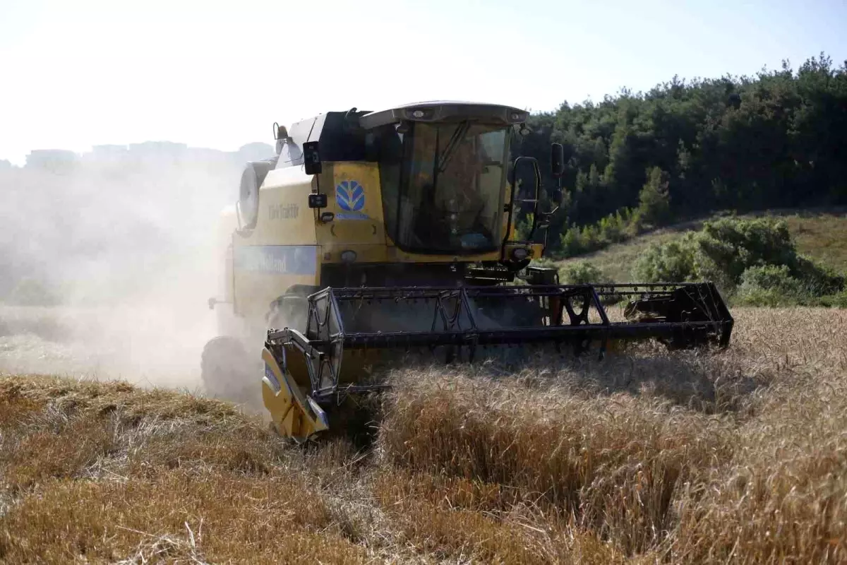 Kestel Belediyesi, Ekmeğin Fiyatından ve Gramajından Ödün Vermeden Buğday Hasadını Gerçekleştirdi