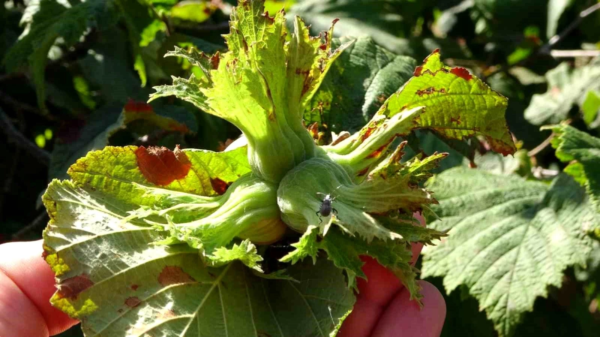 Ordu\'da Fındık Toplama İşçilerinin Günlük Yevmiyesi Belirlendi