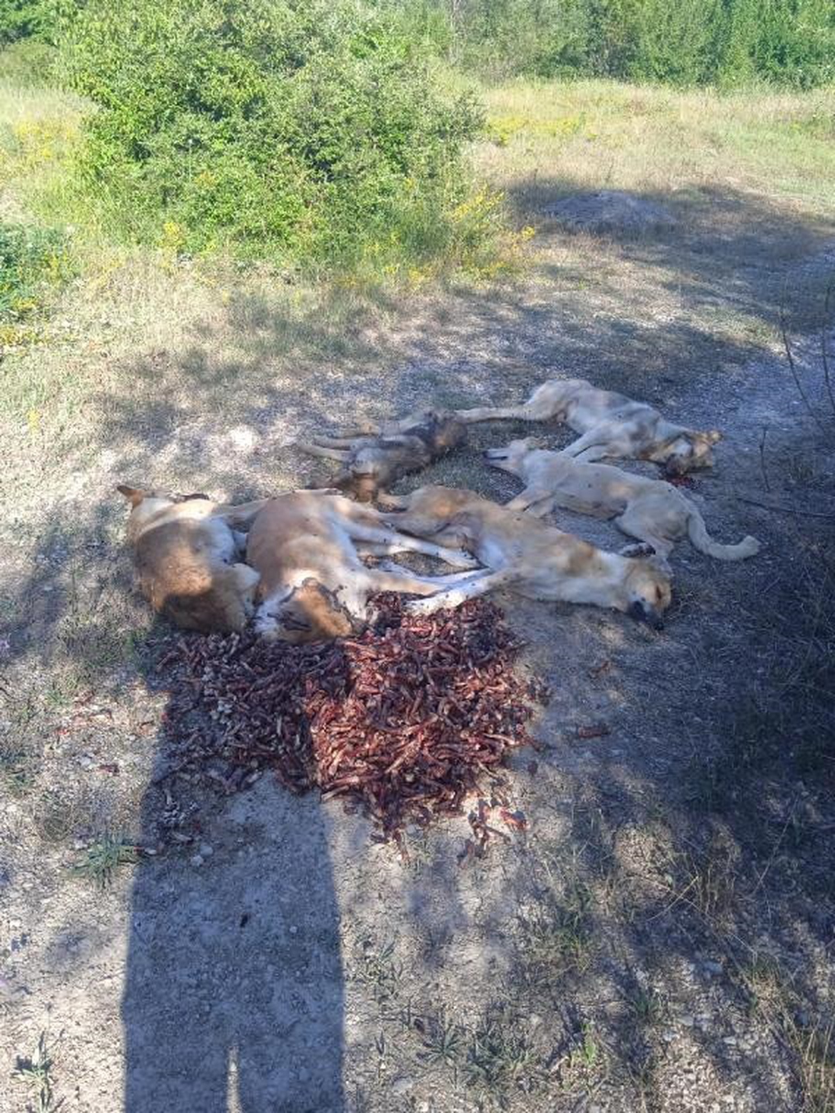 Mengen\'de Zehirlenerek Ölen 6 Köpek Bulundu