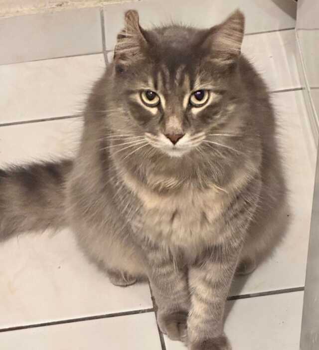 Saç tıraşı için sıra bekliyordu, ikinci kattan üzerine kedi düştü Saç tıraşı için sıra bekliyordu, ikinci kattan üzerine kedi düştü
