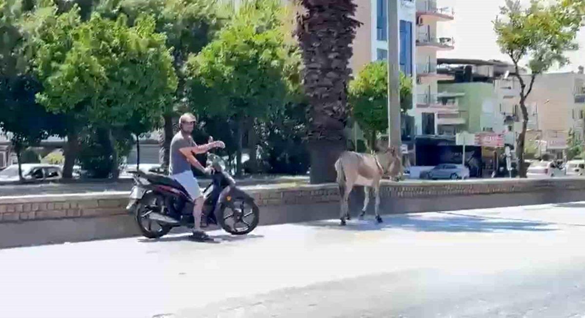 Aydın\'da Sahipsiz Eşek Trafiği Tehlikeye Attı