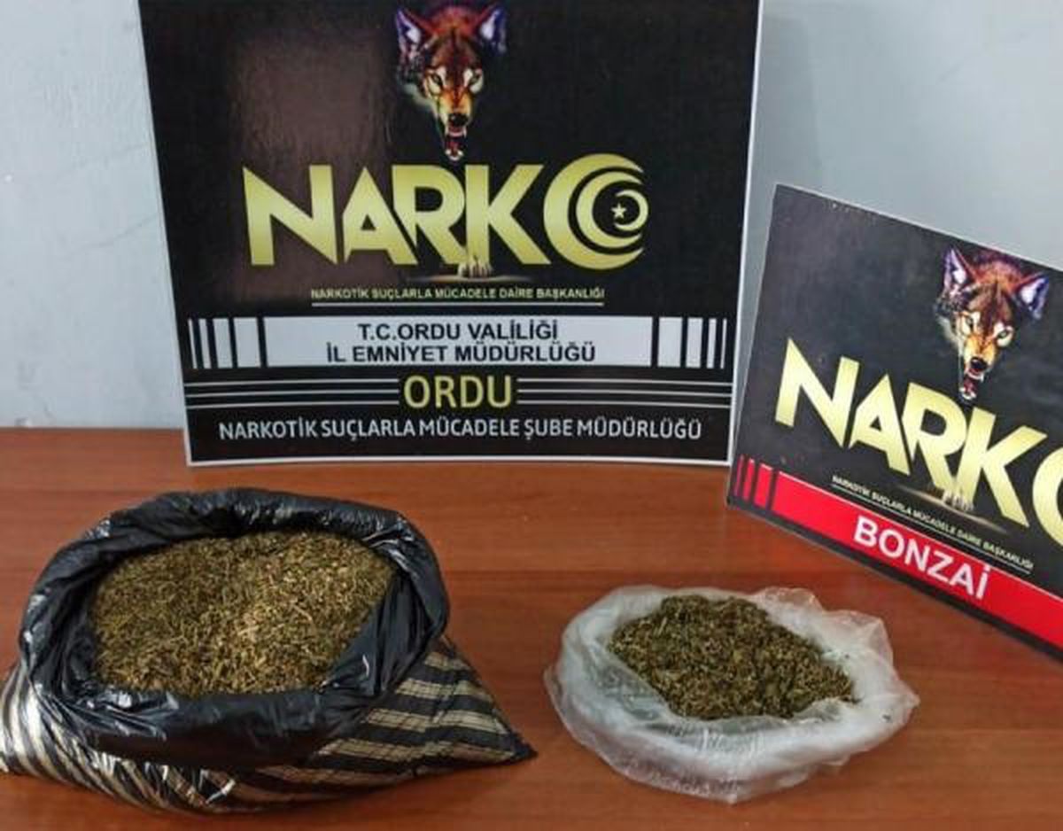 Ordu\'da yolcu otobüsünde bonzai ele geçirildi, bir kişi tutuklandı