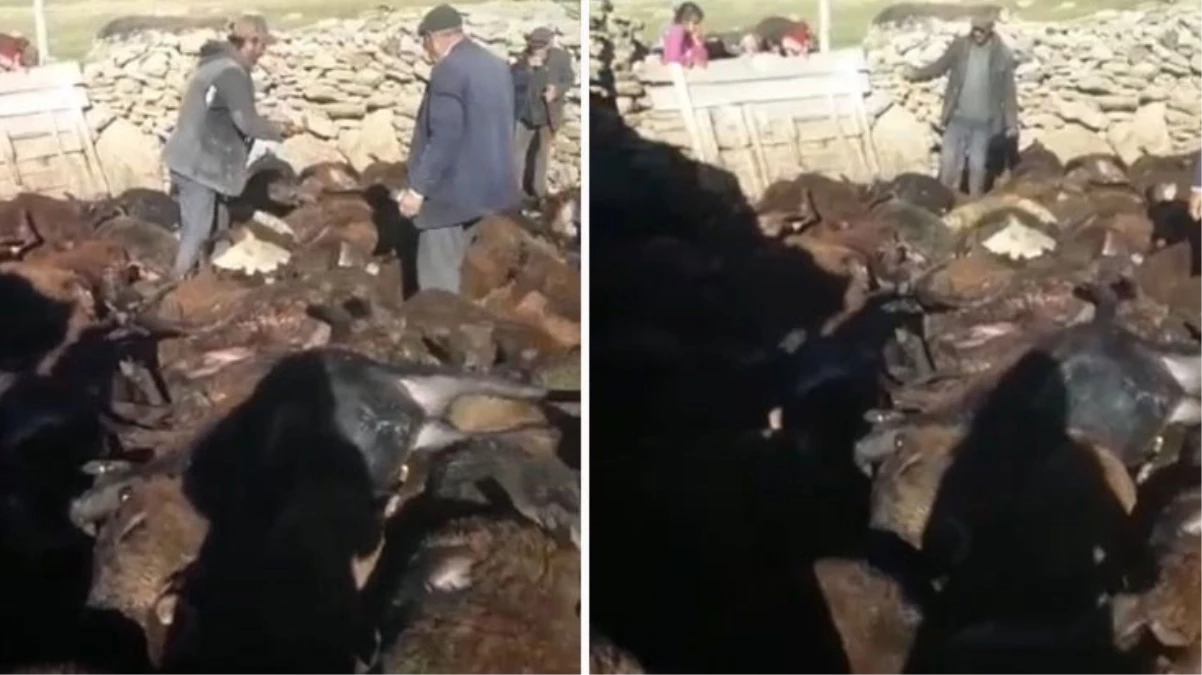 Kars\'ta kurt dehşeti:190 koyun telef oldu