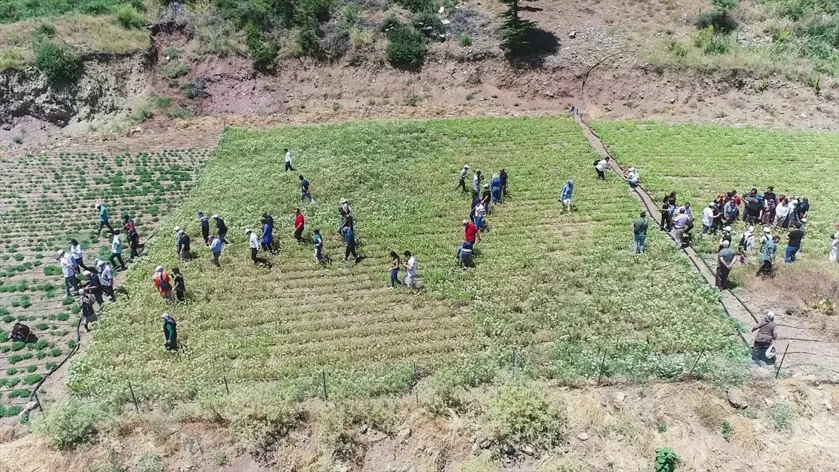 Antalya Konyaaltı\'nda Kekik ve Adaçayı Hasat Edilmeye Başlandı