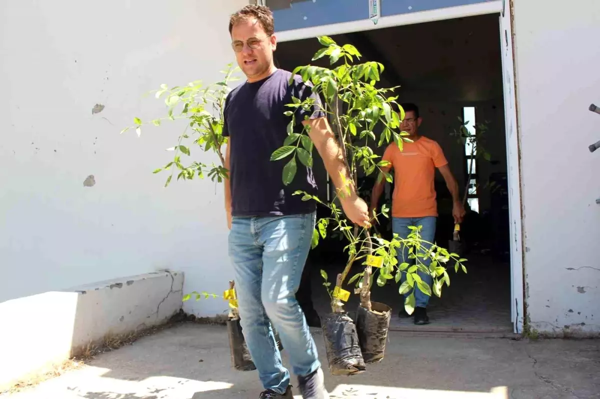 Antalya Büyükşehir Belediyesi Çiftçilere Ceviz ve Zeytin Fidanı Hibe Ediyor