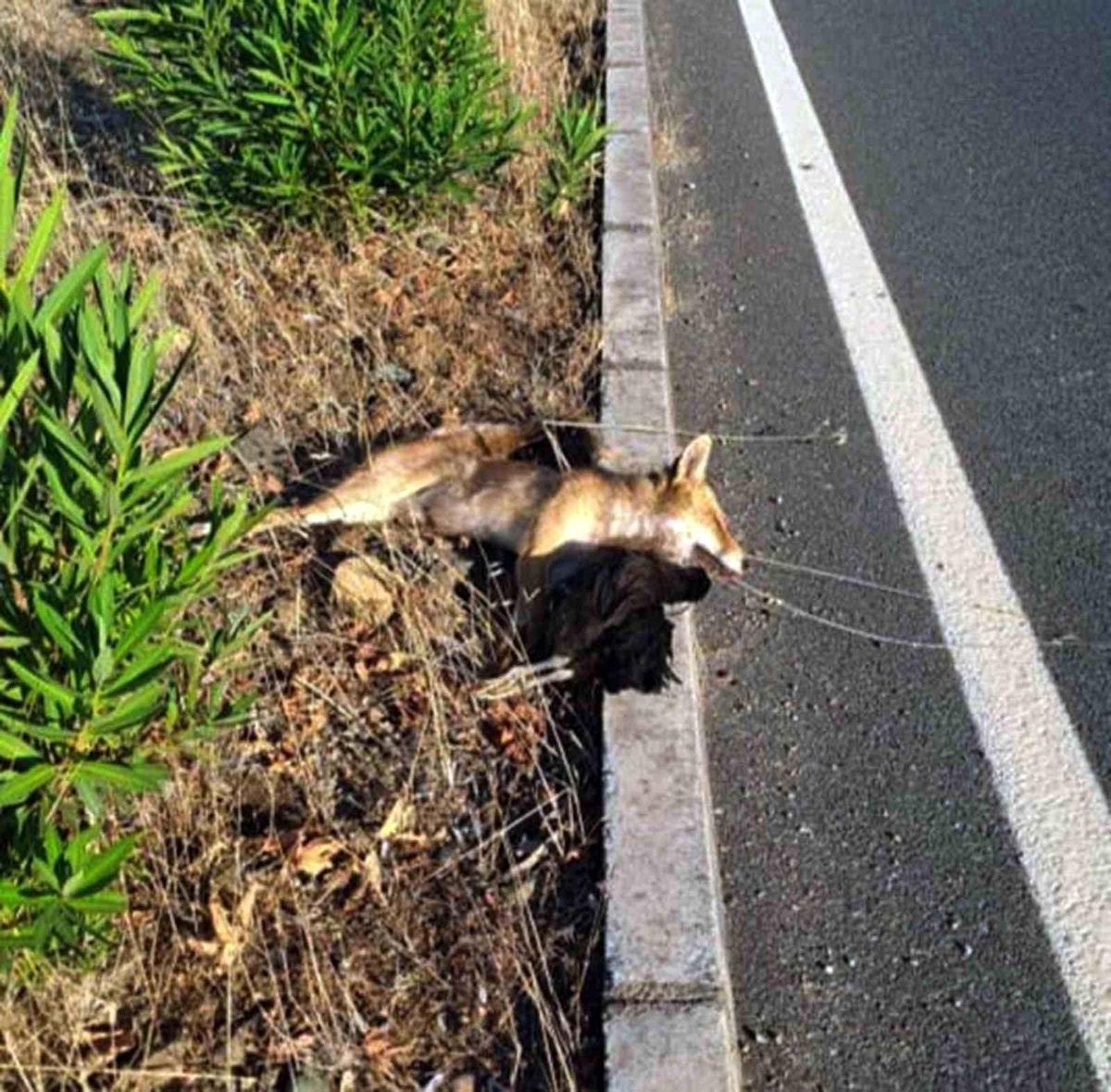 Muğla\'da Tilki, Tavuğu Çalıp Yemeden Araç Çarpması Sonucu Öldü