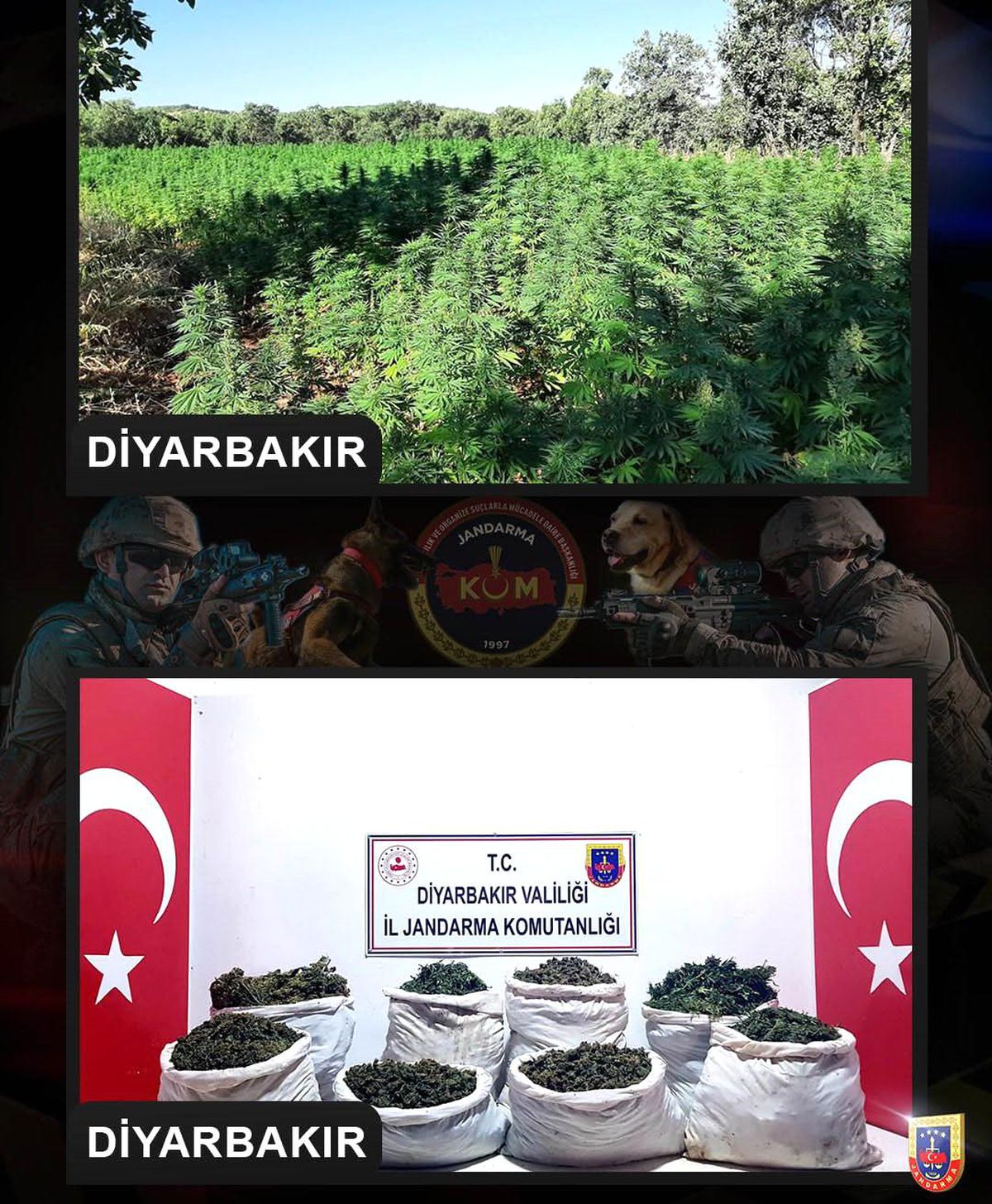 Diyarbakır\'ın Lice ilçesinde milyonlarca kök kenevir ve binlerce kök skunk bitkisi ele geçirildi