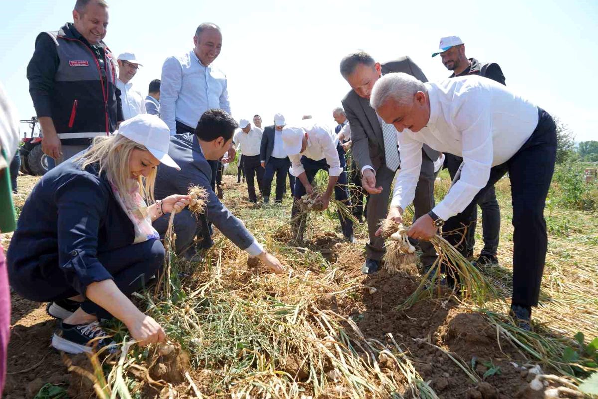 Taşköprü Sarımsağının Hasadı Devam Ediyor
