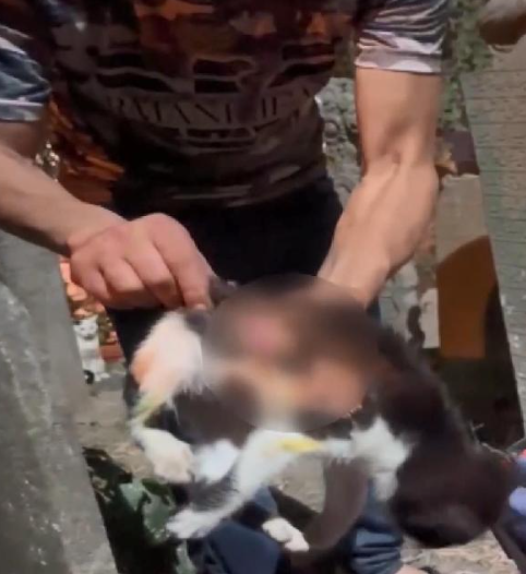 Eyüpsultan'da kedilere asit saldırısı yapan şüpheli gözaltına alındı