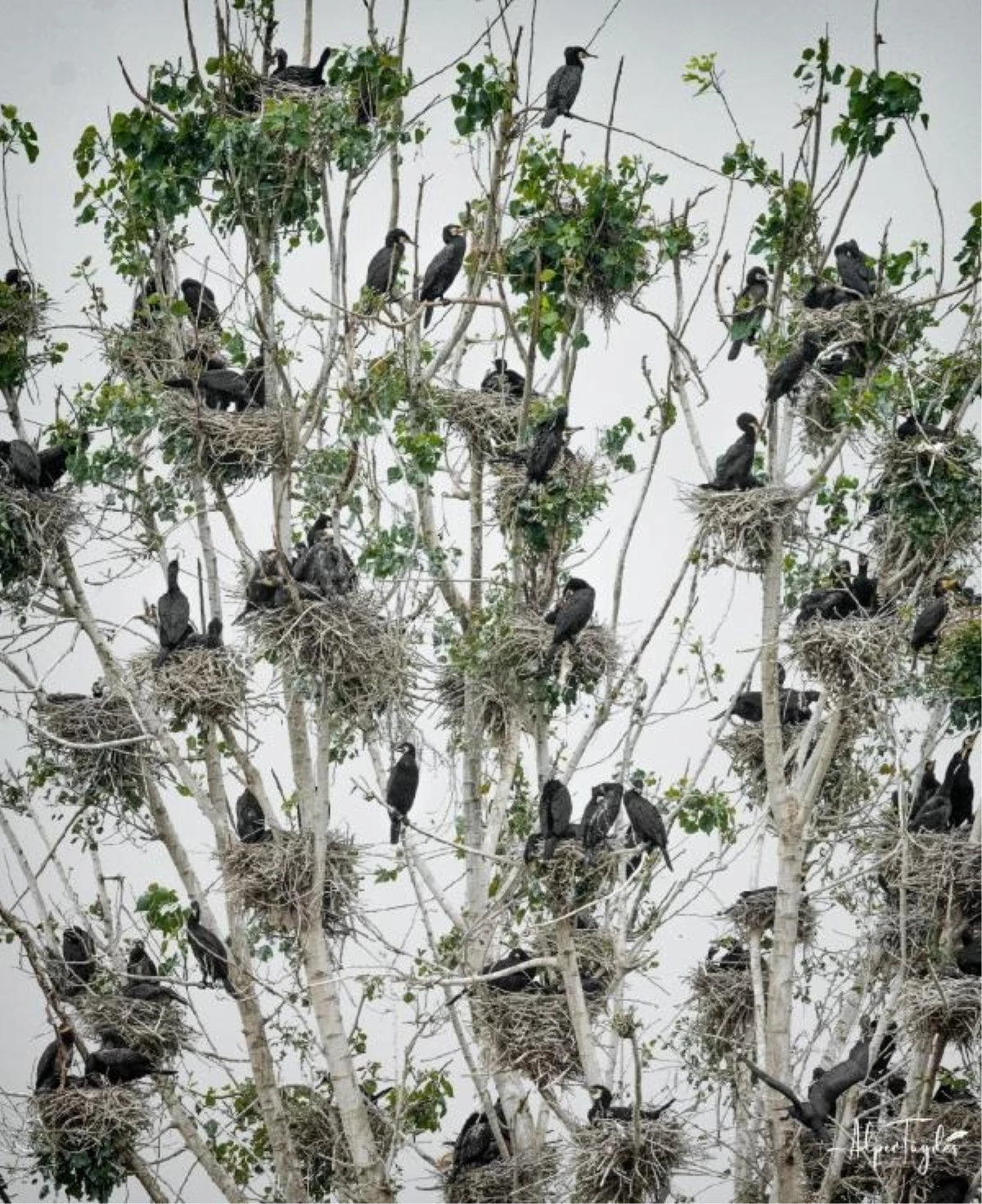 Karabataklar Boğazköy Barajı\'nda Ağaçları Toplu Konuta Çevirdi