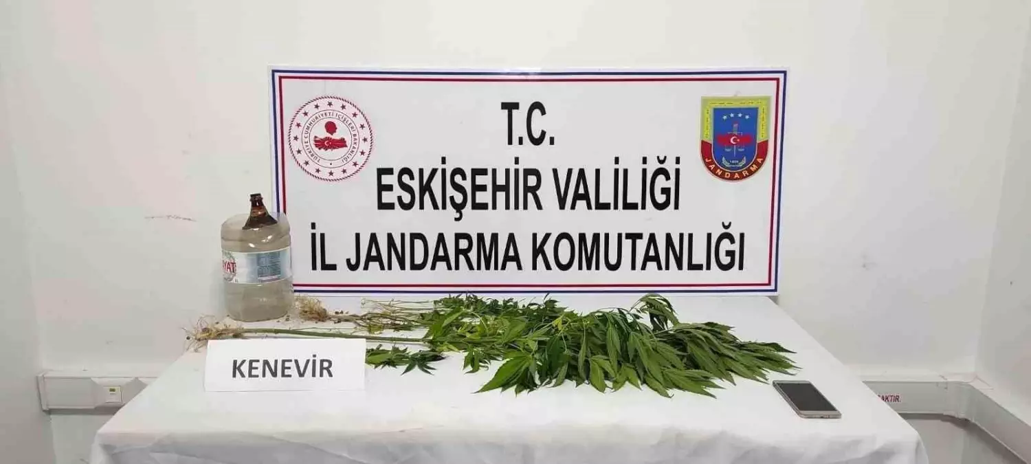 Eskişehir\'de mezarlıkta kenevir eken şahıs yakalandı