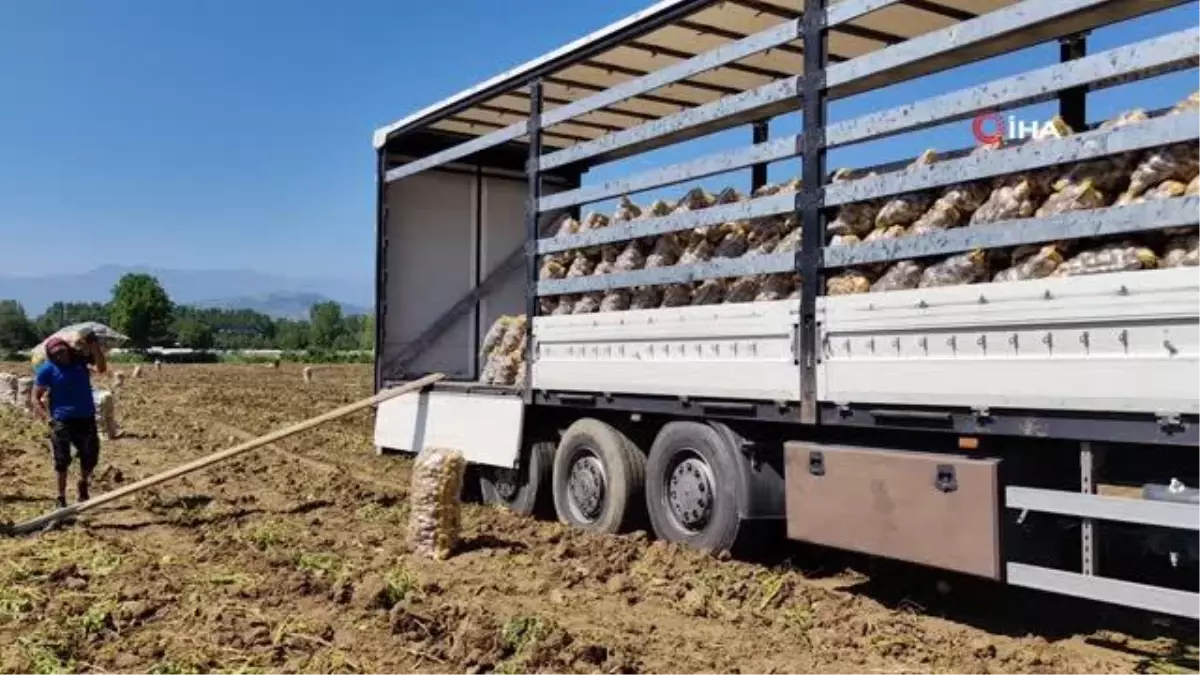 Sarı altın hasadı başladı; tarlada 13 liradan satılıyor