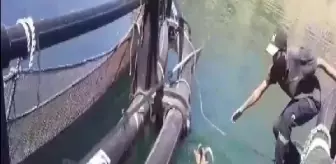 Fırat Nehri'ndeki Alabalık Üretim Tesisi İşçileri, Suya Düşen Dağ Keçisini Kurtardı