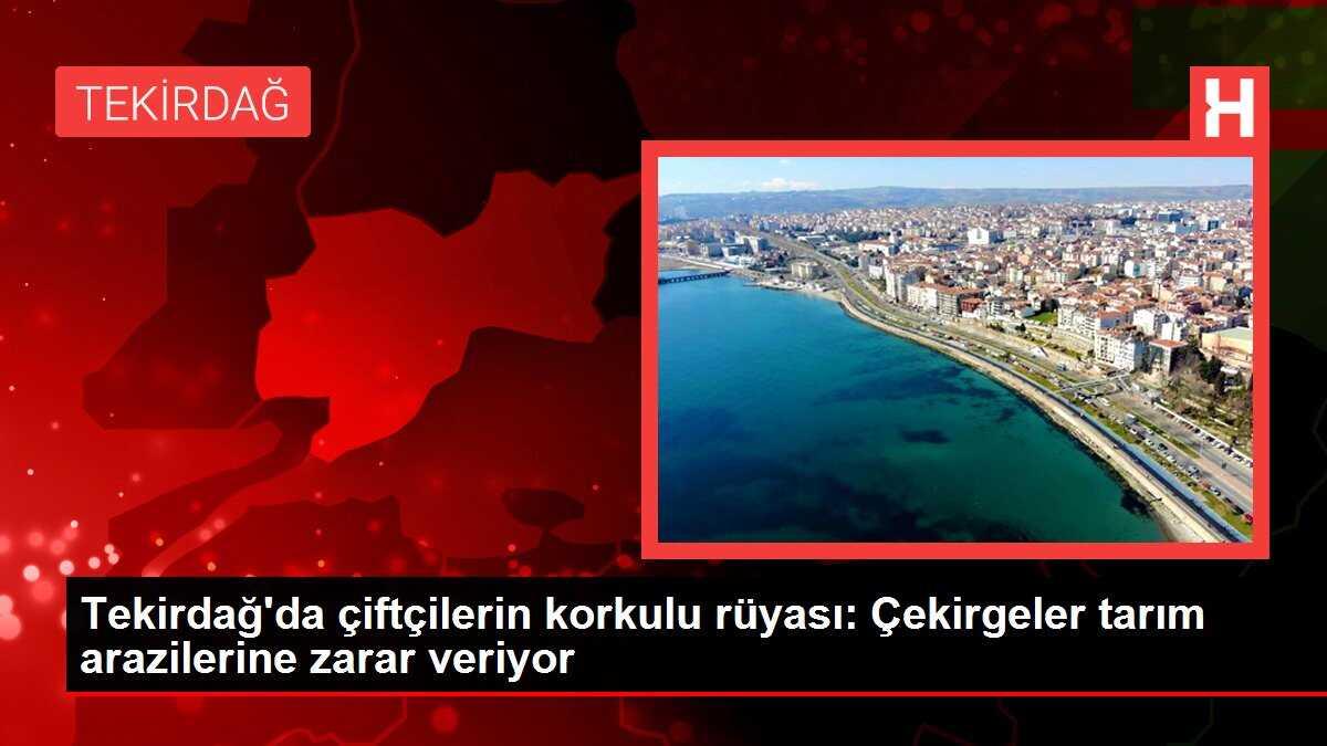 Tekirdağ'da Çekirgeler Tarım Arazilerine Zarar Veriyor
