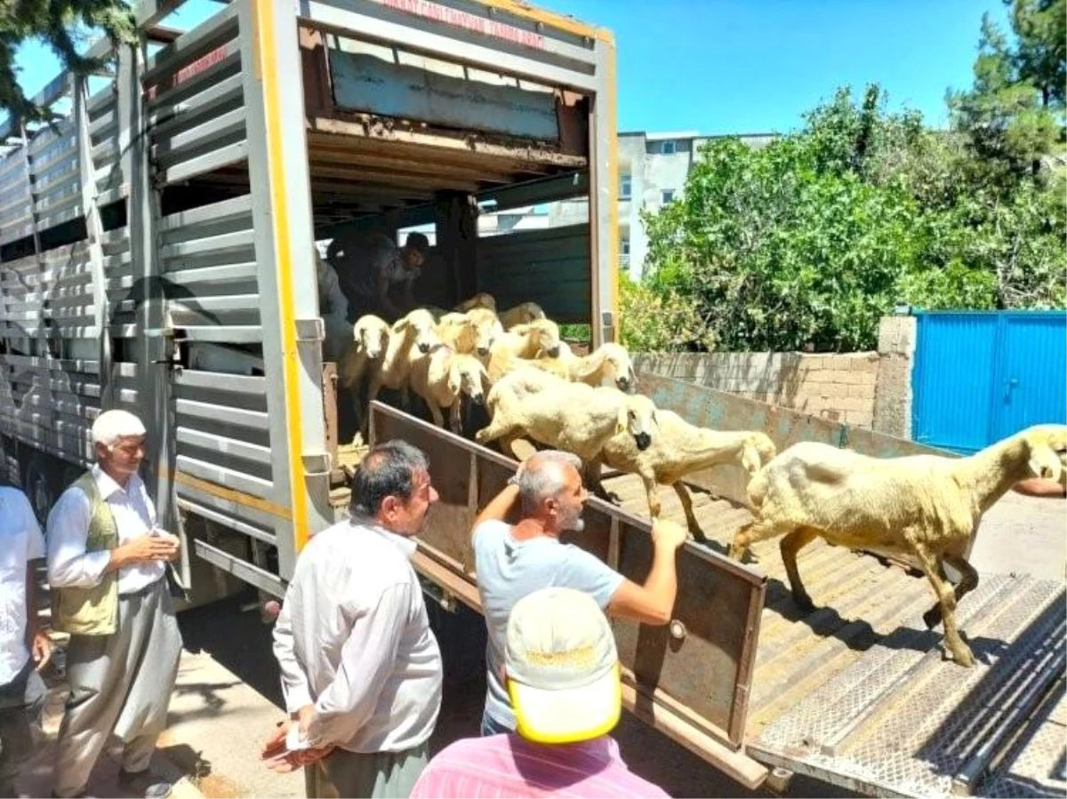 Depremde hayvanları telef olanlara 254 küçükbaş hayvan dağıtıldı