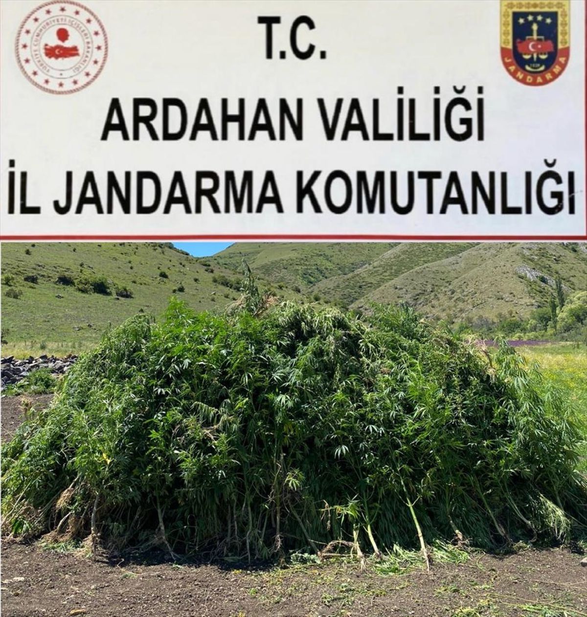 Ardahan\'da Kendiliğinden Yetişen 108 Bin 512 Kök Hint Keneviri İmha Edildi