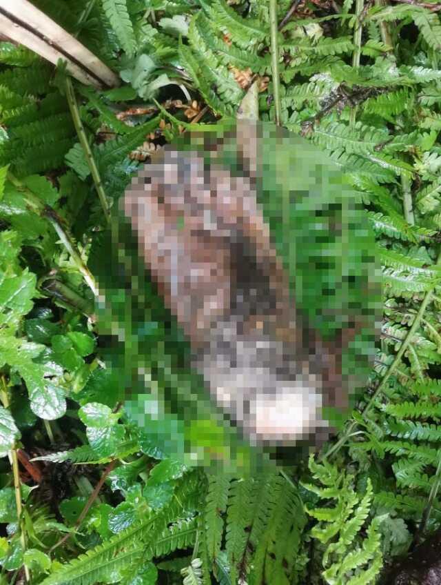 Artvin Borçka'da Dere Kenarında İnsana Ait Ayak Parçası Bulundu