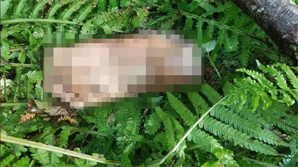 Artvin Borçka\'da Dere Kenarında İnsana Ait Ayak Parçası Bulundu