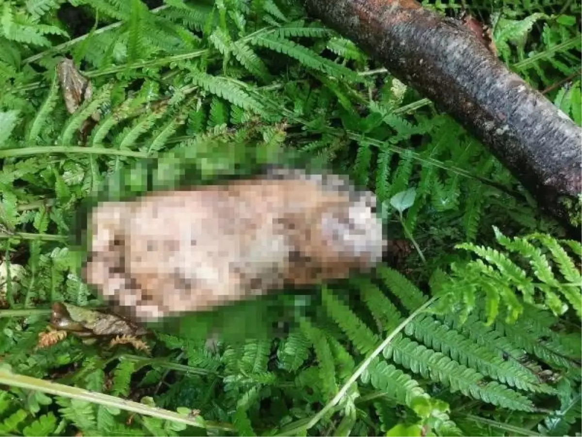 Artvin Borçka'da Dere Kenarında İnsana Ait Kopmuş Ayak Bulundu