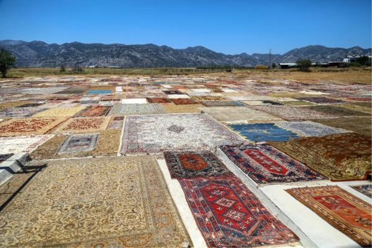 Antalya\'da Buğday Tarlaları Halı Tarlasına Dönüşüyor