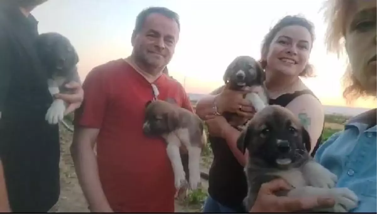 İnegöl\'de vurulan köpeğin yavruları bulundu