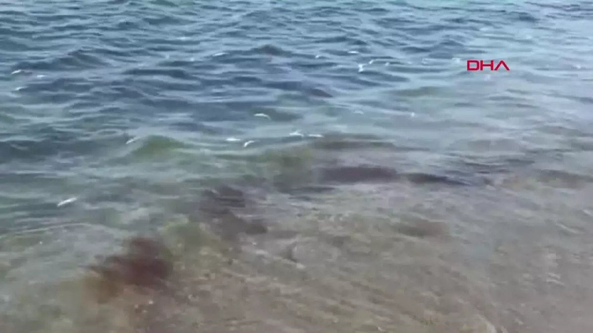 Mudanya Sahiline Ölü Balık Vurdu