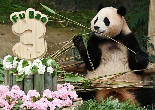 Dev Panda Fu Bao Üçüncü Yaş Gününü Kutladı